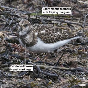 ruddy.turnstone.winthrop.beach.2016.10.01.P1220759.jpg