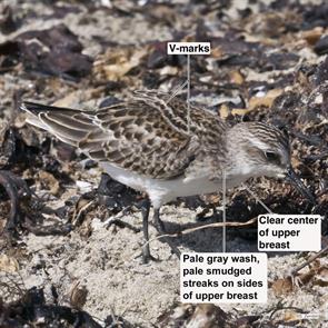 semipalmated.sandpiper.winthrop.beach.2021.09.21.P2880955.jpg