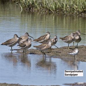 short-billed.dowitchers.rumney.marsh.2016.08.21P1170713.jpg