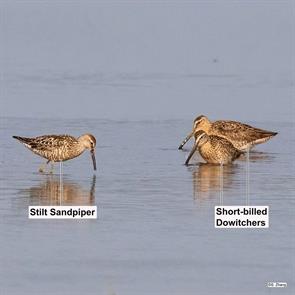 stilt.sandpiper.short-billed.dowitchers.2021.07.17.stsa.jpg