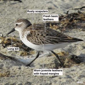 western.sandpiper.winthrop.beach.2014.09.03.IMG_4489.jpg