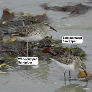 white-rumped.sandpiper.semipalmated.sandpiper.point.of.pines.2011.09.05.DSCN6252.jpg