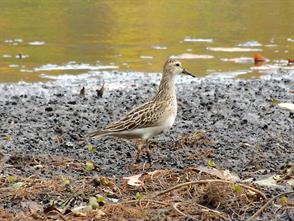 Pectoral Sandpiper photographic ID guide