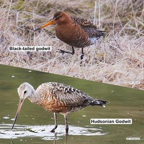 black-tailed.godwit.iceland.2018.05.17.hudsonian.godwit.lancaster.pa.daniel.hinnebusch.2023.07.21.jpg