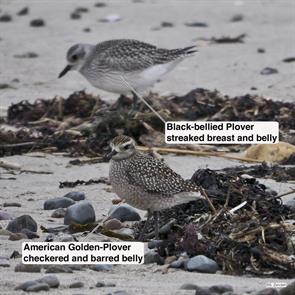 american.golden-plover.black-bellied.plover.winthrop.beach.2016.10.20P1250351.jpg