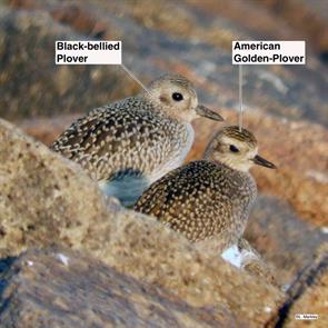 american.golden.plover.black-bellied.plover.fishermans.bend.2021.09.18.DSCN6159.bbpl.jpg