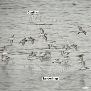 dunlins.sanderlings.point.of.pines.2007.10.20.DSC09512.dunl.jpg