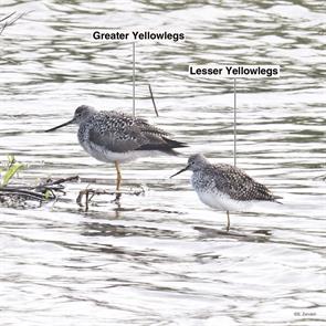 greater.yellowlegs.lesser.yellowlegs.brigantine.2023.05.04.P1060314.jpg