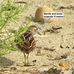 least.sandpiper.winthrop.beach.2015.08.24.IMG_5914.jpg