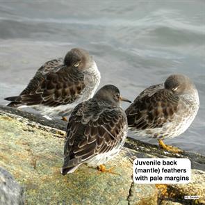 purple.sandpipers.pleasure.bay.2011.11.27.DSCN6786.jpg