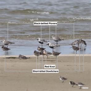 black-bellied.plovers.short-billed.dowitchers.red.knots.south.beach.2023.08.14.P1160680.rekn.jpg