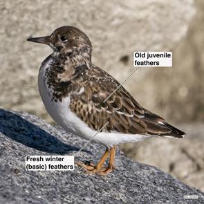 ruddy.turnstone.pleasure.bay.2017.11.21.P1730056.jpg