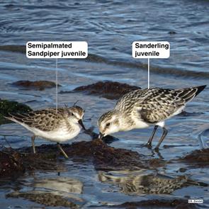 semipalmated.sandpiper.sanderling.point.of.pines.2014.09.23.IMG_5866.sand.jpg