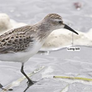 semipalmated.sandpiper.nahant.beach.2022.09.12.P3180248.jpg