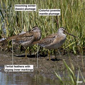 short-billed.dowitchers.rumney.marsh.2016.08.21.P1170728.jpg