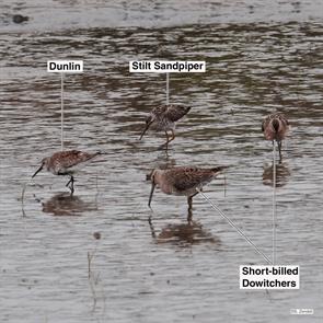 short-billed.dowitchers.stilt.sandpiper.dunlin.brigrantine.2023.04.26.P1030966.stsa.jpg