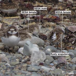 semipalmated.plover.semipalmated.sandpipers.western.sandpiper.winthrop.beach.2014.09.09.IMG_4795.wesa.jpg