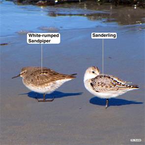 white-rumped.sandpiper.sanderling.plymouth.beach.2012.09.23.jpg