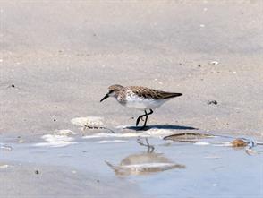 Semipalmated Sandpiper photographic ID guide