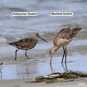 hudsonian.godwit.marbled.godwit.ML67744571.monomoy.2017.09.02.a.kneidel.hugo.jpg