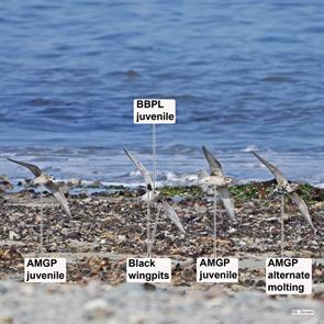 american.golden-plovers.black-bellied.plover.winthrop.beach.2017.09.25.P1670438.agpl.jpg