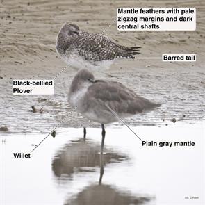 black-bellied.plover.willet.bolivar.2019.11.05.bbpl.P2510916.jpg