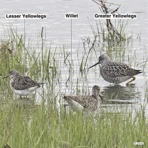 greater.yellowlegs.lesser.yellowlegs.willet.brigantine.2023.05.04.P1060729.jpg