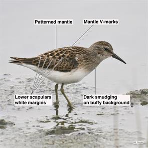 least.sandpiper.ninigret.flats.2018.08.22.P2050184.jpg