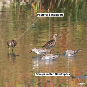 pectoral.sandpiper.semipalmated.sandpipers.bear.creek.2019.09.29.P2440557.jpg