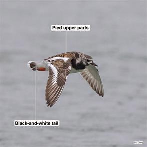 ruddy.turnstone.parker.river.2021.05.31.351679271.jpg