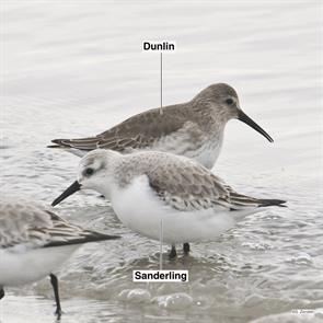 dunlin.sanderling.winthrop.beach.2023.01.19.P3220790.sand.jpg