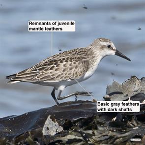 semipalmated.sandpiper.winthrop.beach.2021.10.06.P2900476.jpg