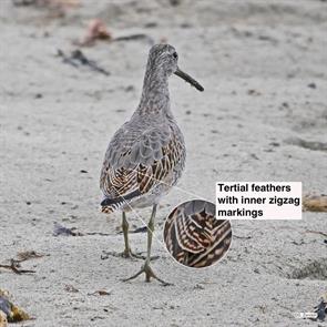 short-billed.dowitcher.winthrop.beach.2017.10.09.P1680153.jpg