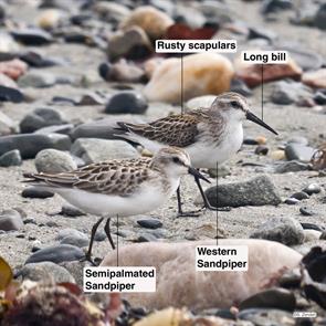 western.sandpiper.semipalmated.sandpiper.winthrop.beach2023.09.12.P1190761.wesa.jpg