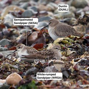 semipalmated.sandpiper.white-rumped.sandpiper.dunlin.winthrop.beach.2023.10.16.P1280754.jpg