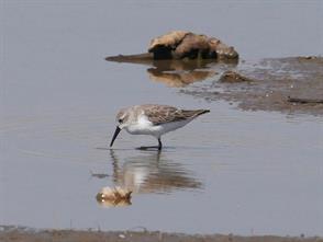 Western Sandpiper photographic ID guide