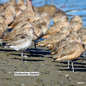 hudsonian.godwit.marbled.godwits.pacific.wa.a.thomas.ML609276770.2023.09.22.jpg