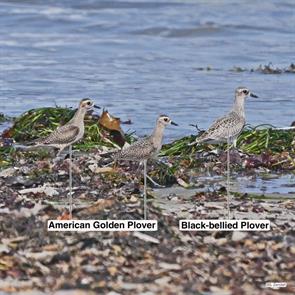 black-bellied.plover.american.golden-plovers.winthrop.beach.2017.09.25.agpl.P1670462.jpg