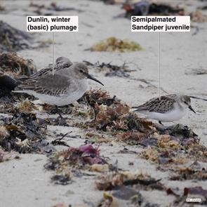 dunlin.semipalmated.sandpiper.winthrop.beach.2017.10.09.P1680118.jpg