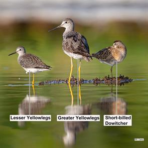 lesser.yellowlegs.greater.yellowlegs.short-billed.dowitcher.quincy.2015.08.25._J3O1492.grye.jpg