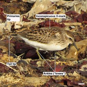 least.sandpiper.winthrop.beach.2014.09.03.IMG_4531.jpg