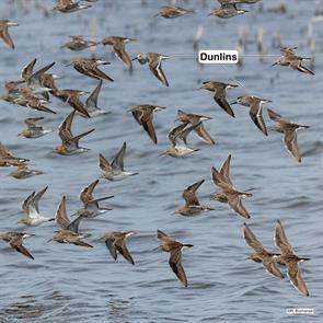 pectoral.sandpipers.dunlins.monroe.michigan.2021.04.23.ML330200251.jpg