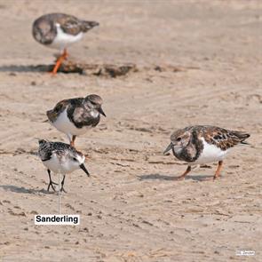 ruddy.turnstones.sanderling.bolivar.2017.10.18.P1710107.jpg