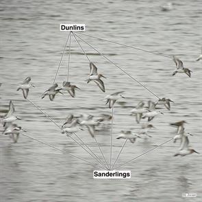 dunlins.sanderlings.point.of.pines.2007.10.20.DSC09512.sand.jpg