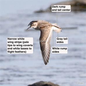 semipalmated.sandpiper.cape.may.2020.08.20.jpg