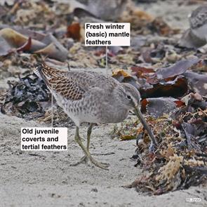 short-billed.dowitcher.winthrop.beach.2017.10.09.P1680130.jpg