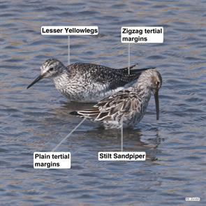 lesser.yellowlegs.stilt.sandpiper.brigantine.2023.04.26.P1030292.stsa.jpg