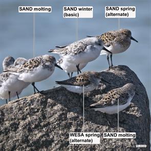 western.sandpiper.sanderlings.plymouth.beach.2019.05.08.P2300970.wesa.jpg