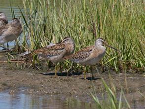 Short-billed Dowitcher photographic ID guide