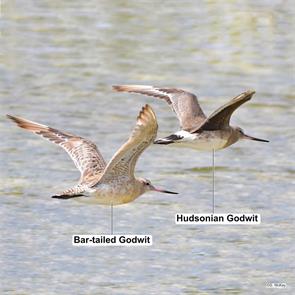 hudsonian.godwit.bar-tailed.godwit.new.south.wales.australia.g.mckay.2021.03.21.ML318421801.hugo.jpg